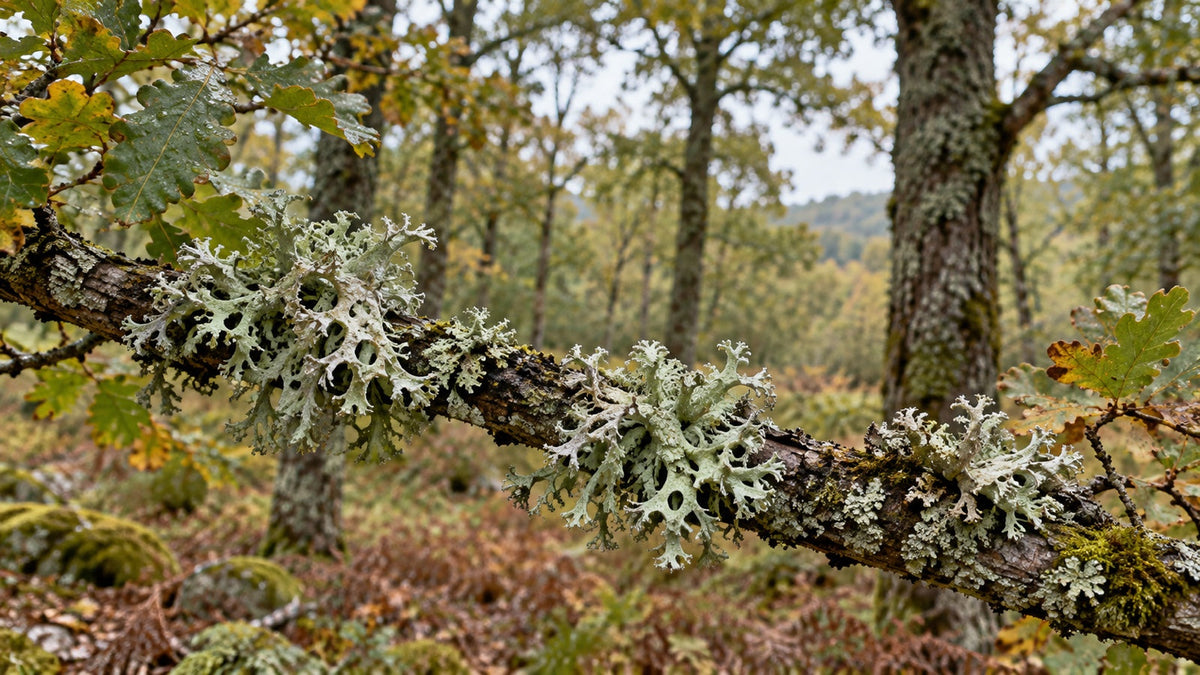 Ilustracyjna fotografia porostu Evernia prunastri na gałęzi w jasnym lesie.
